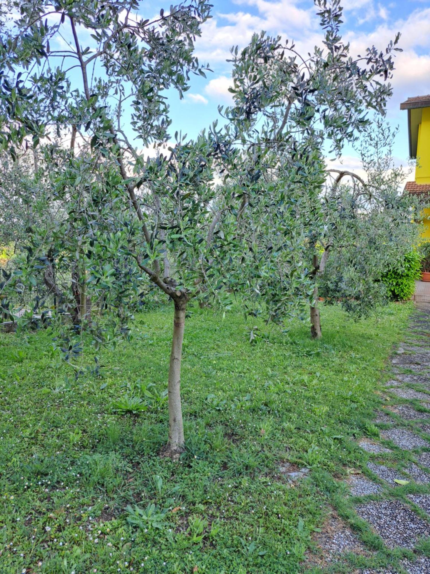 Montepulciano Stazione Casa Gli Ulivi 빌라 외부 사진